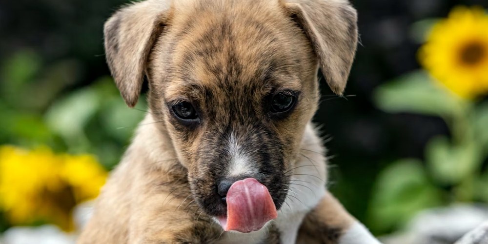 강아지 낼름낼름 거리는 이유 1