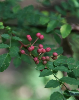 초피나무 열매1