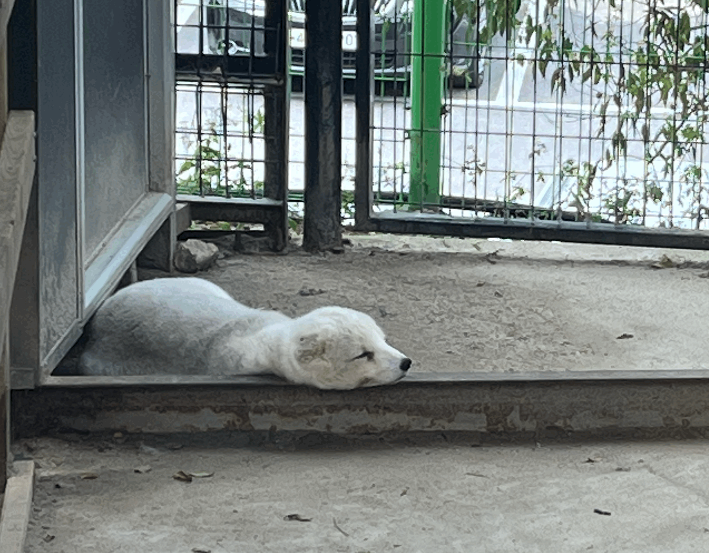 가평-아침-고요-동물원