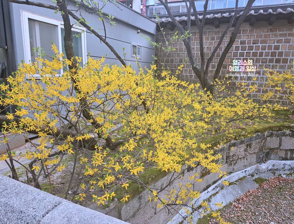 서울 벚꽃 명소 나들이 추천 경복궁, 덕수궁 4월 개화 상황 서울 가볼만한곳
