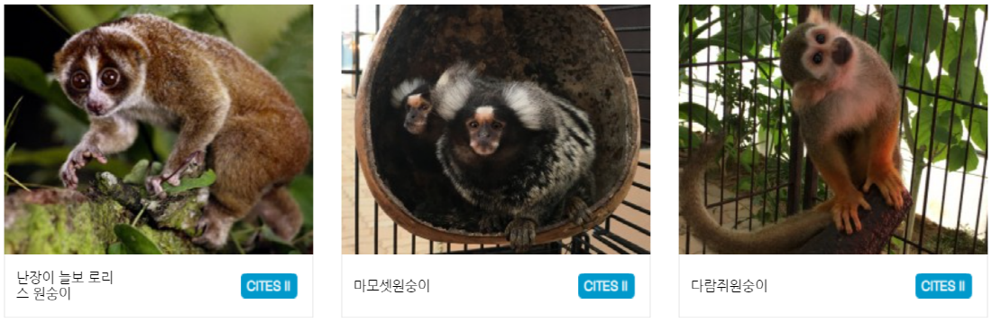 구미 쥬쥬동산