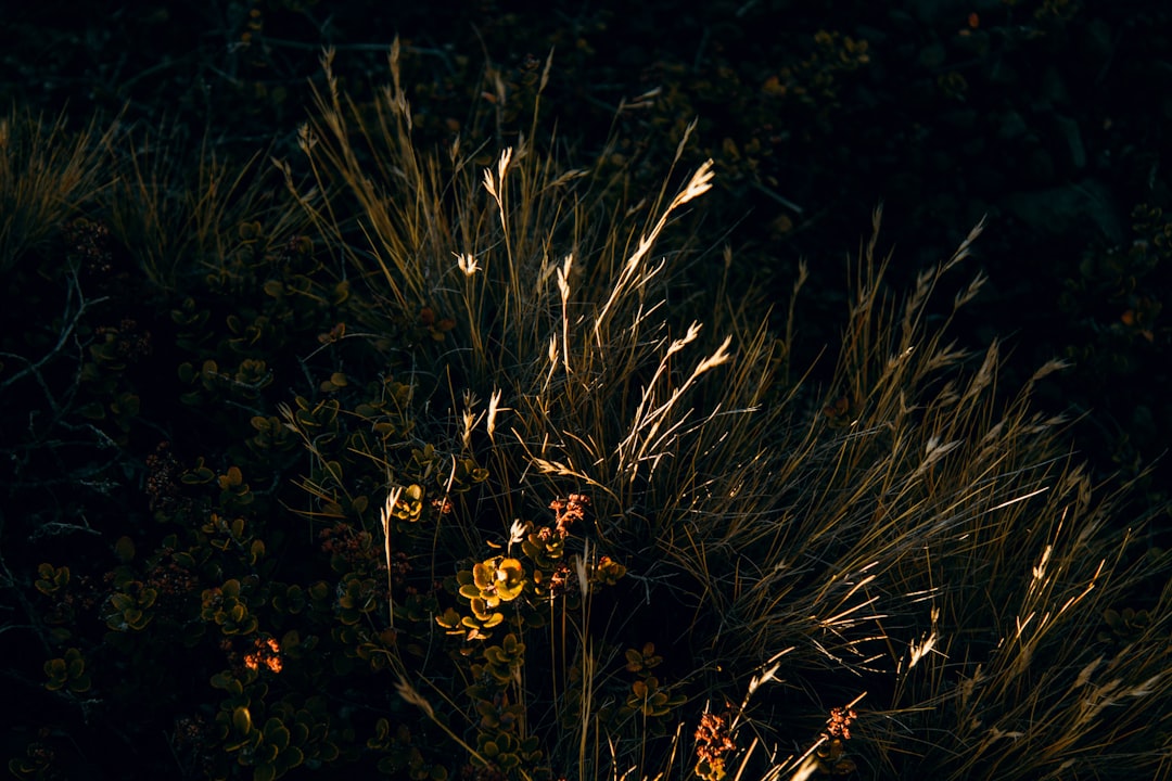 foliage