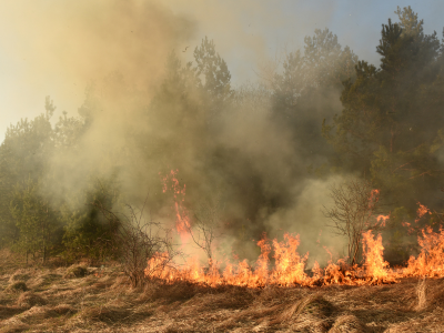 2025 산불 피해 보상 신청 방법