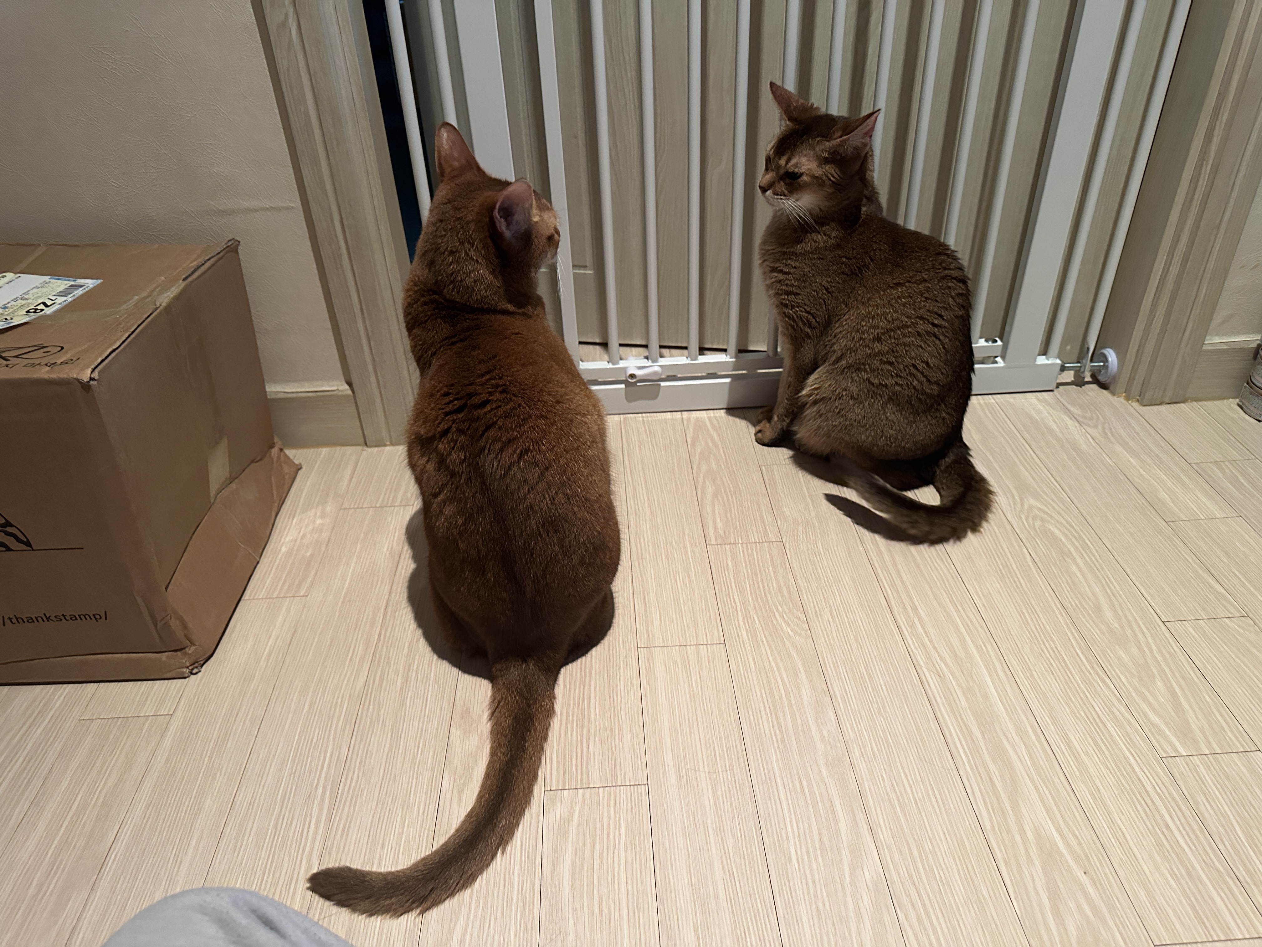 아비시니안_두마리