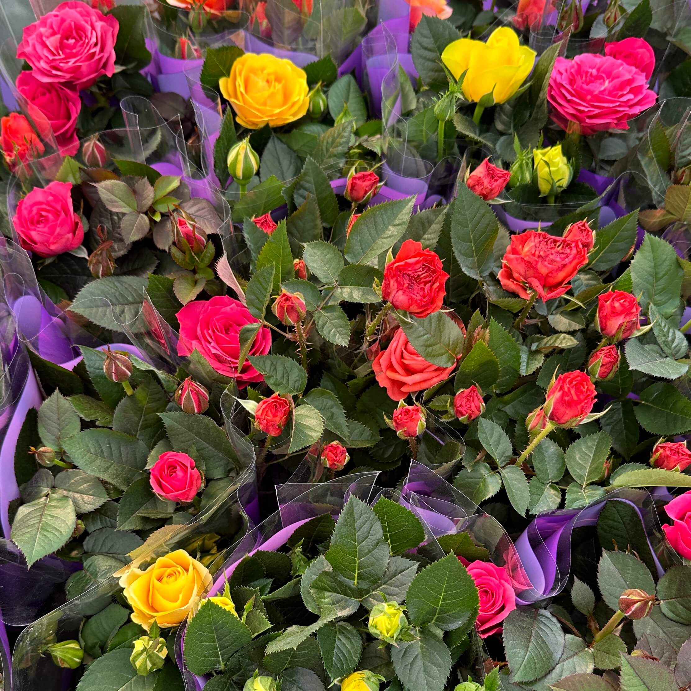 장미꽃 묘목 모종 키우는 방법