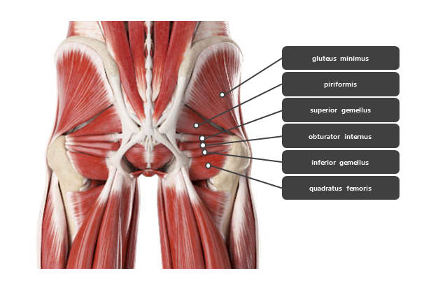고관절 주변 근육 요약