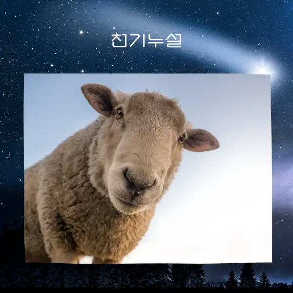 양이 나오는 꿈해몽