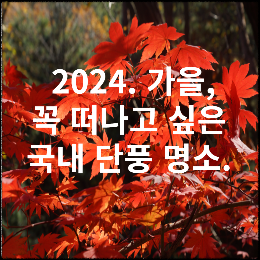 2024 가을, 국내 단풍 명소 추천: 절정 시기와 여행 팁까지 완벽 가이드