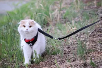 &amp;quot;고양이