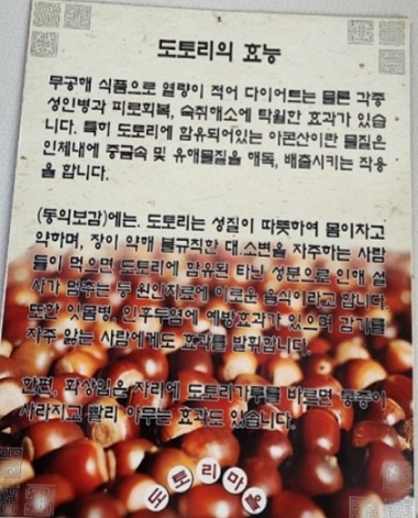 도토리의효능