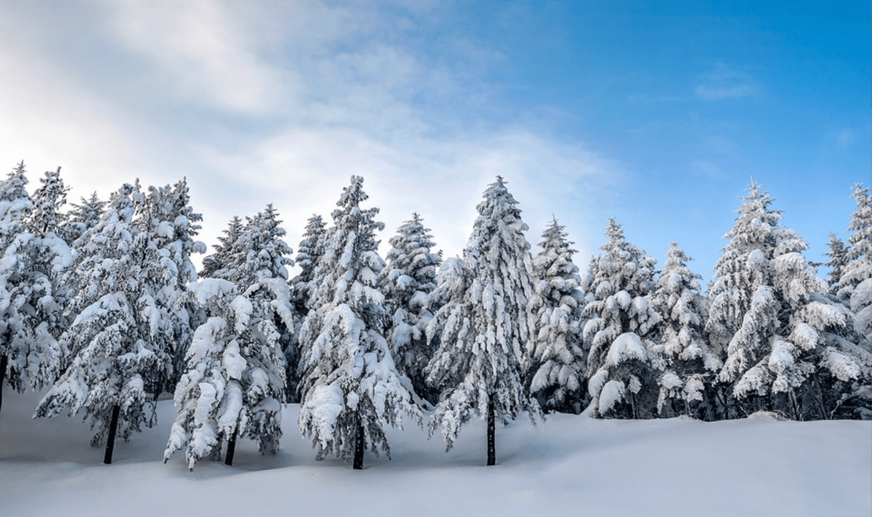 양떼목장-국내-크리스마스-여행지-추천