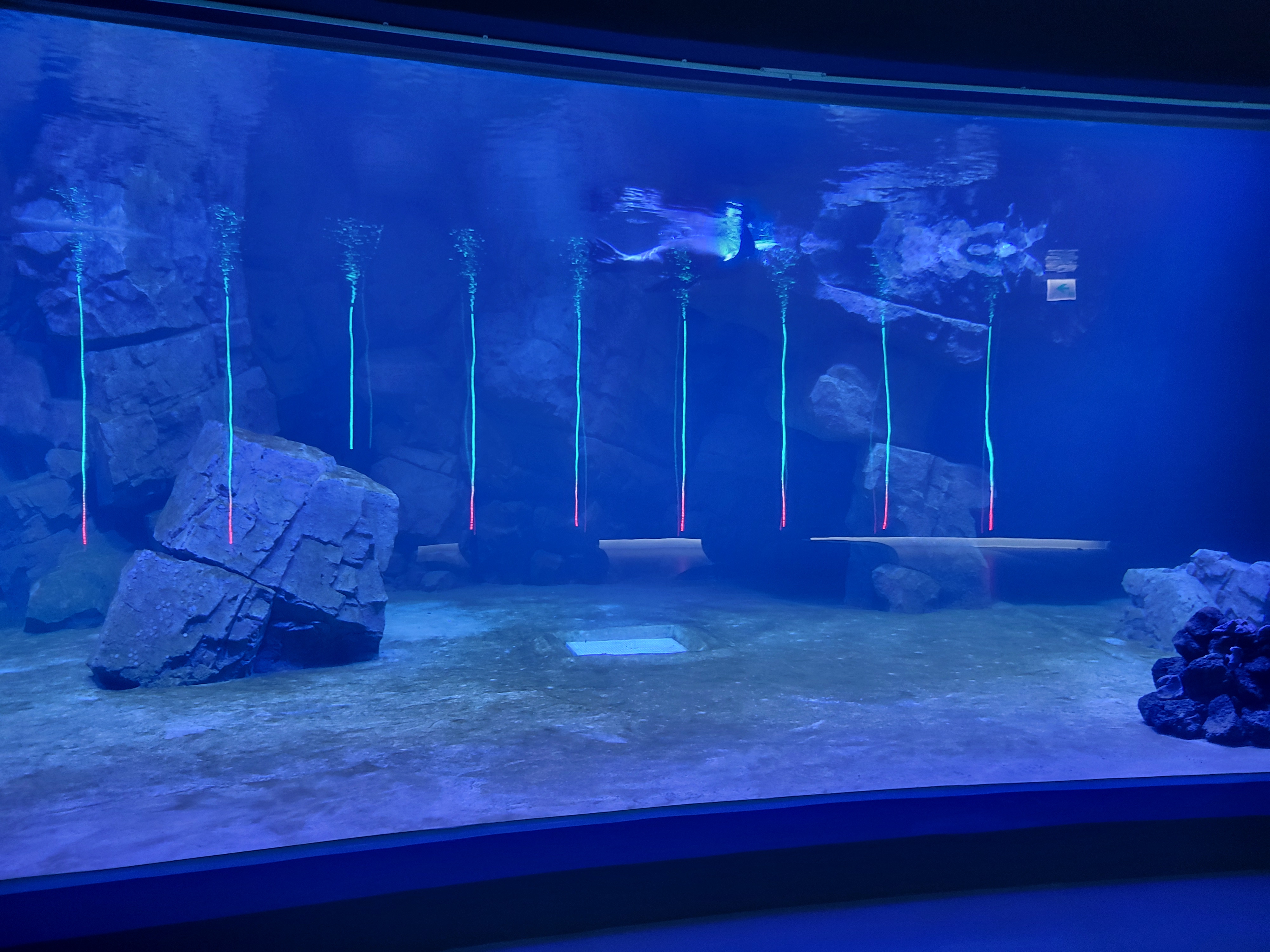 시흥시 해양생태과학관 수족관 바다표범