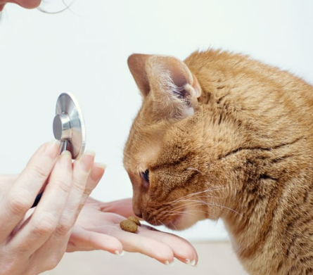 고양이 링웜 증상, 원인, 치료, 예방 총정리 원형탈모 무슨일?