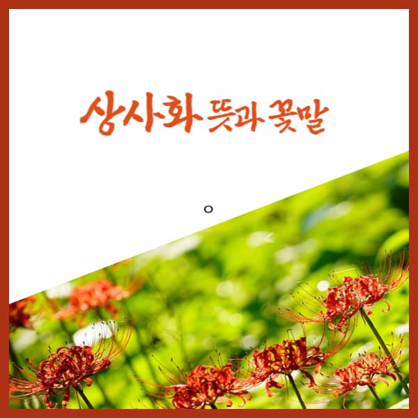 상사화-2024