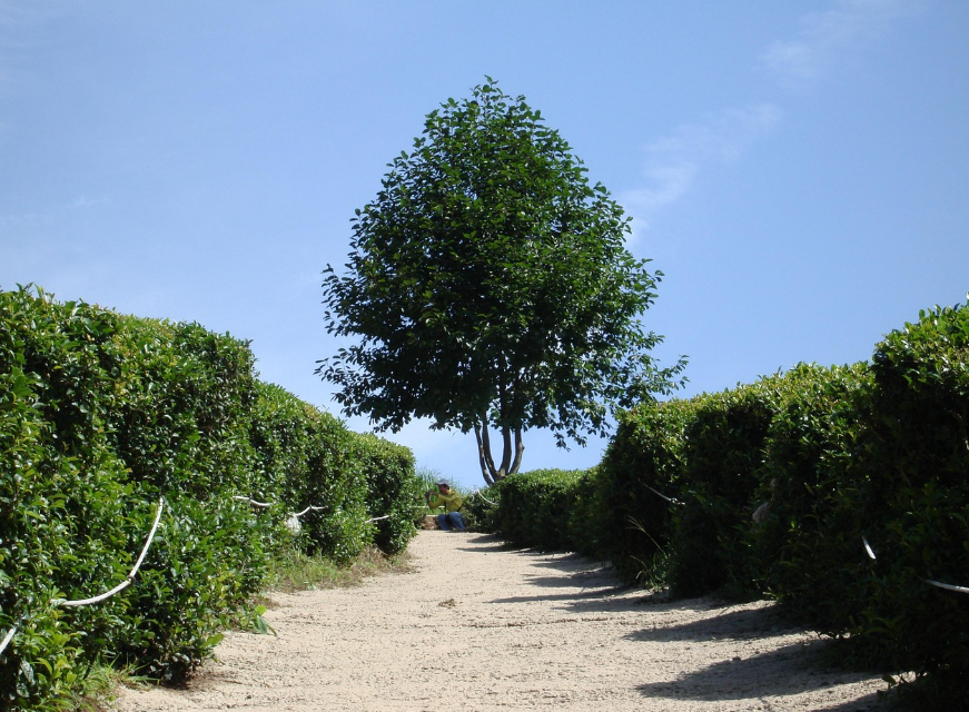 보성군 역사 명소 음식점