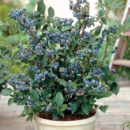 블루베리 재배 산도 조절 피트모스 혼합 여름 관수_1