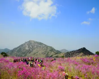 비슬산 참꽃축제_2