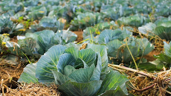 텃밭작물파종시기