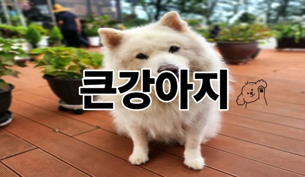 큰강아지