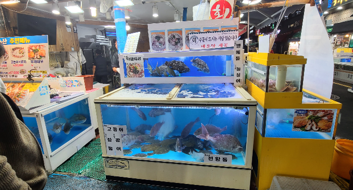 제주여행 활어회 딱새우회 바다수산 올레시장 인기횟집 추천메뉴 싱싱한활어