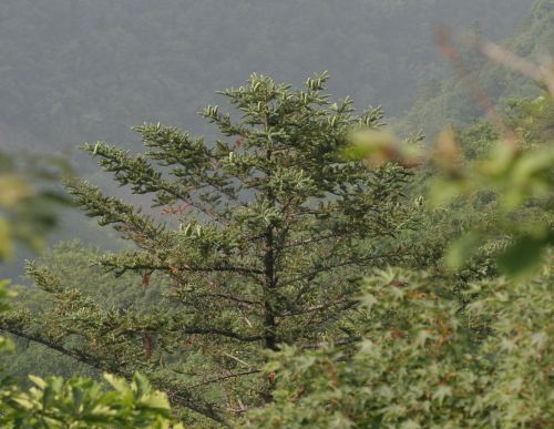 전나무(젓나무)