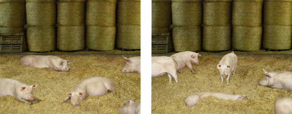 Andreas Gursky - HSchweine II (Pigs II)