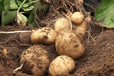 구우면좋은음식23