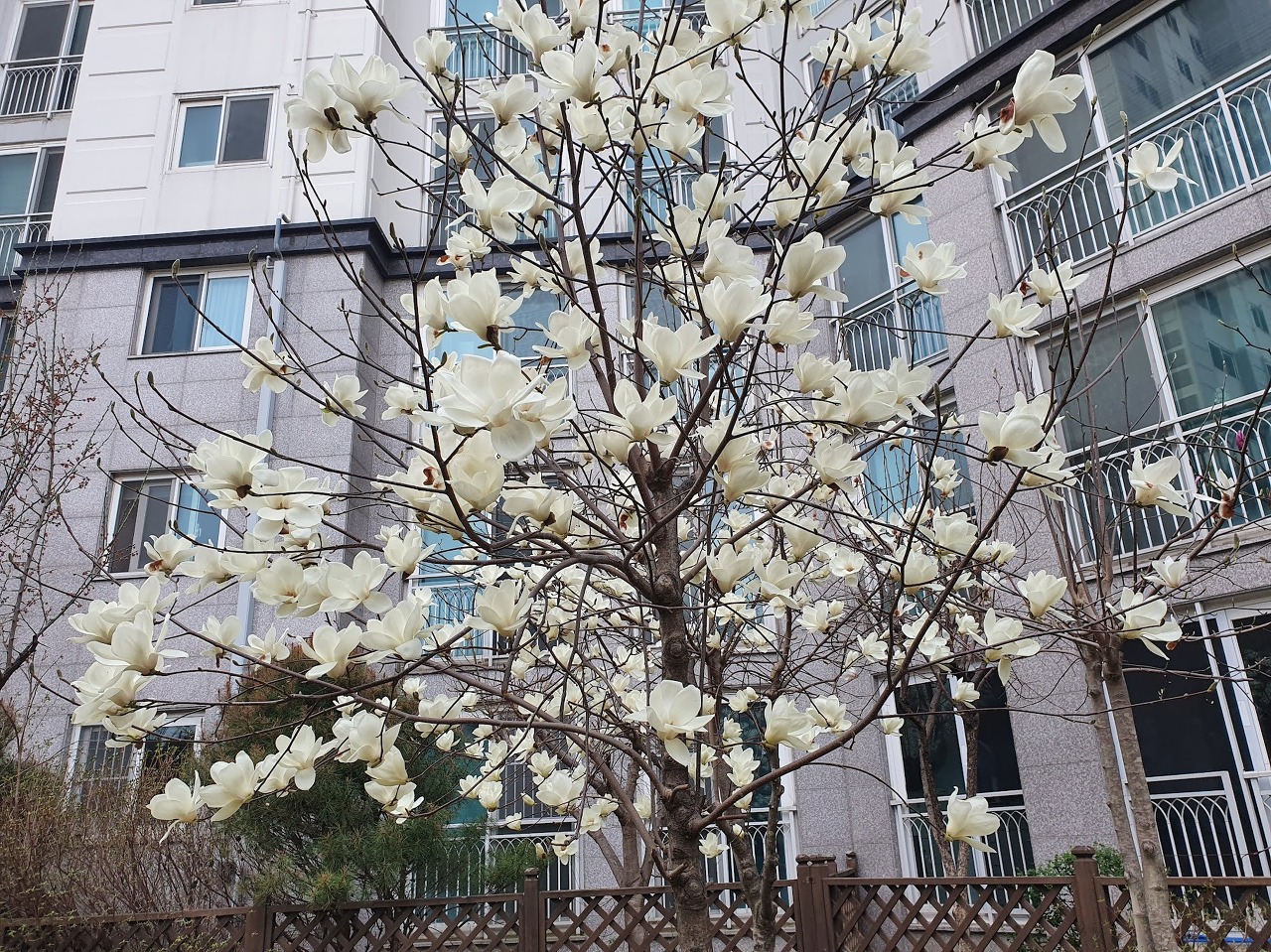 목련