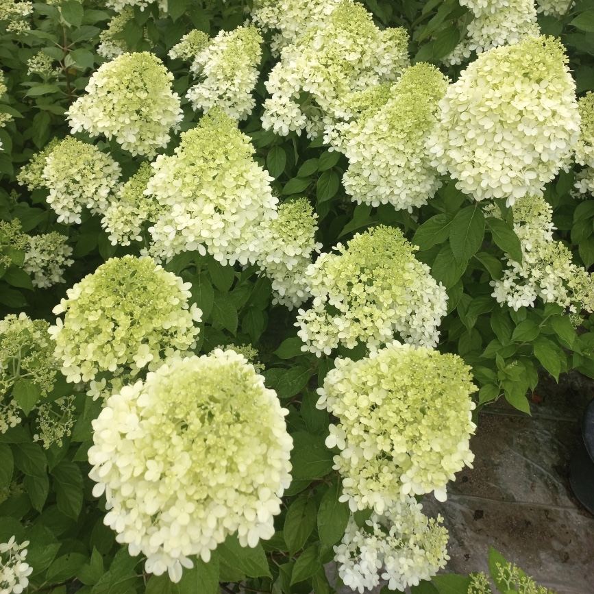 라임라이트 수국 키우기 목수국