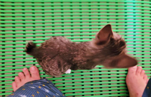 집사를 졸졸 따라 다니는 고양이