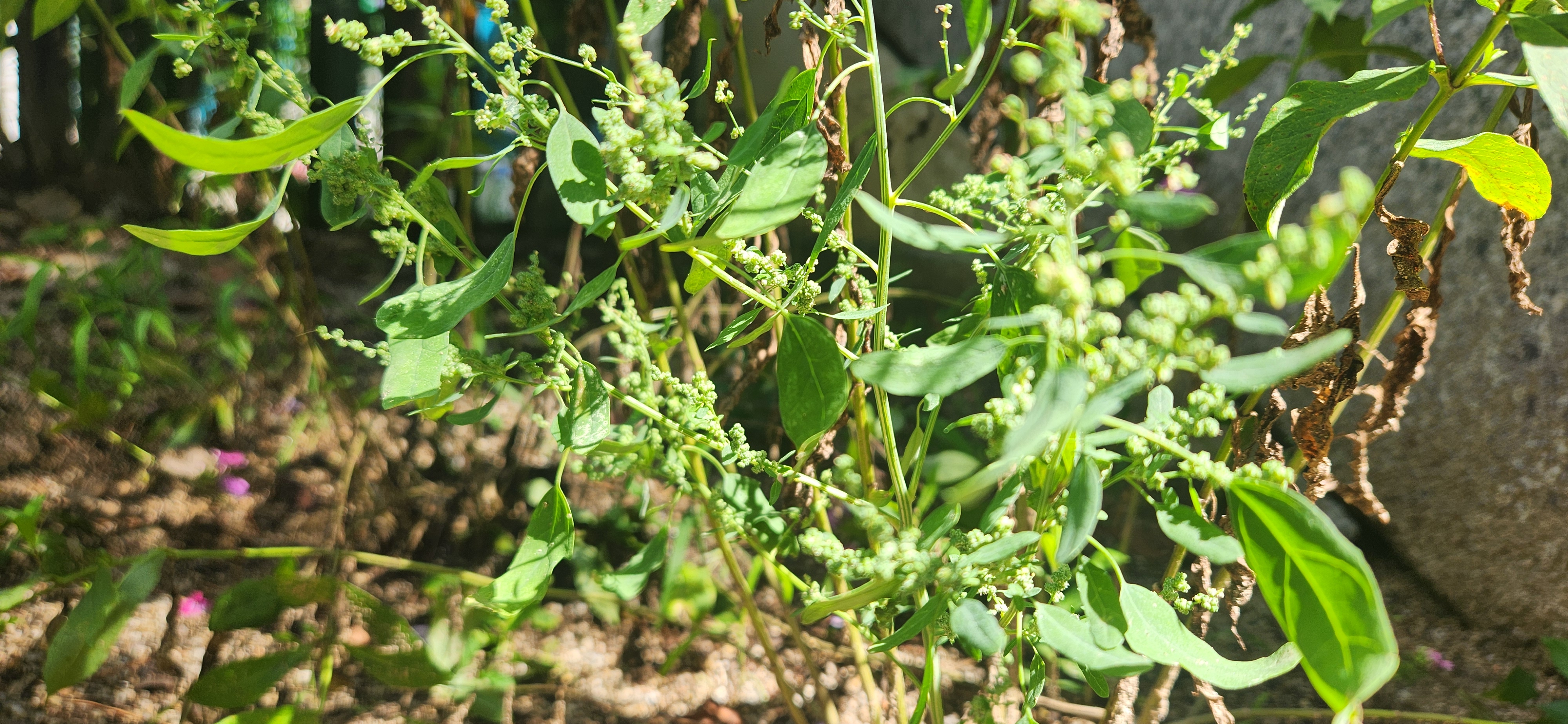 밭두렁에서 산뜻한 초록 잎과 작은 줄기 위에 무리지어 핀 명아주 꽃과 잎