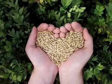 카무트-효소-부작용