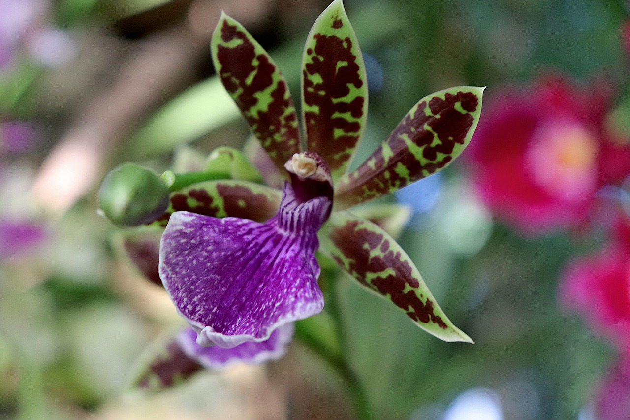 한국에서만 볼 수 있는 희귀식물, 어디서 찾을 수 있을까?