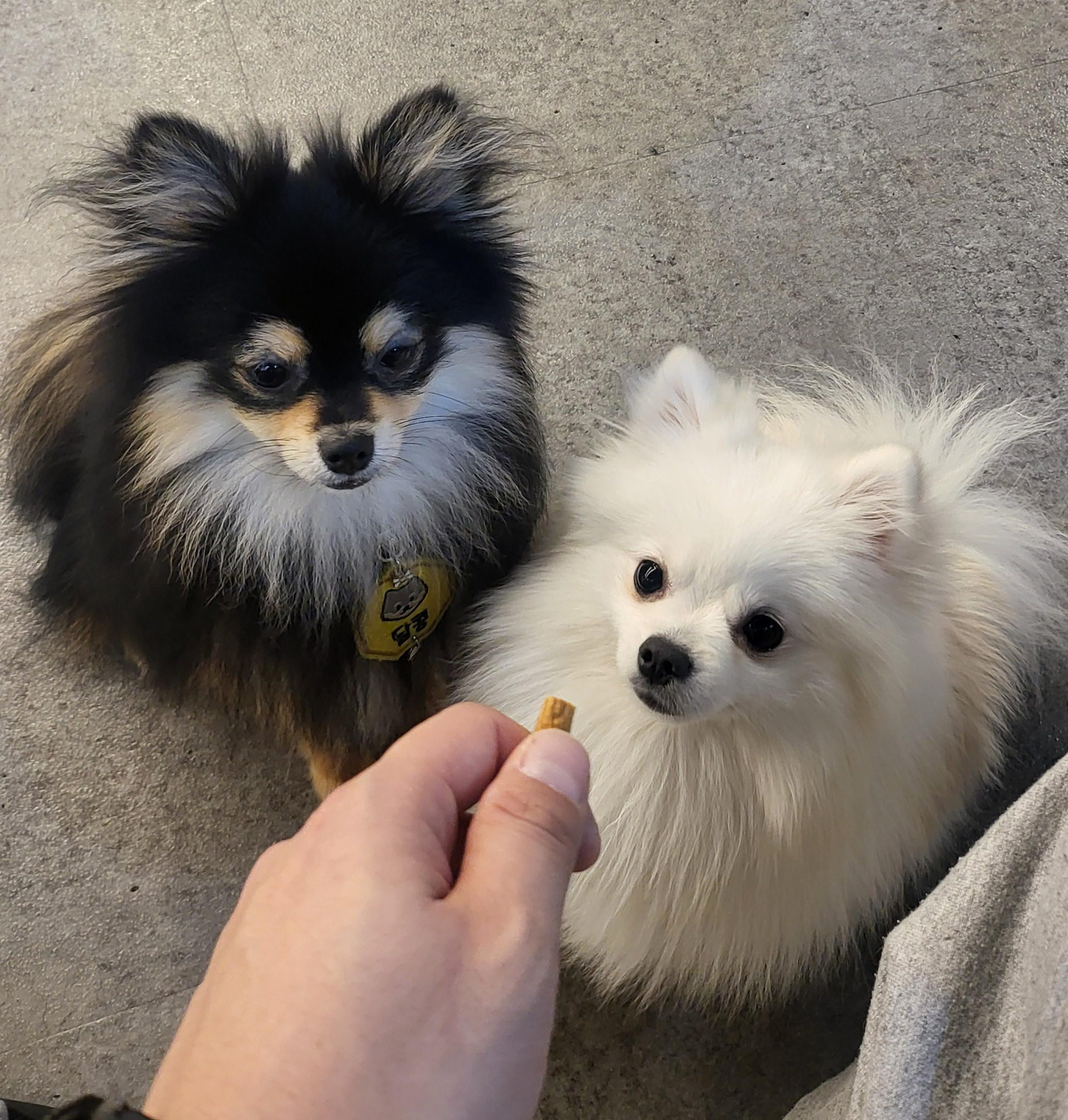 간식에 집중 하는 하콩&달콩
