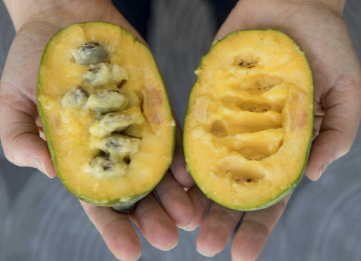 6시내고향-포포열매-논산-더좋은농원-카페라엘