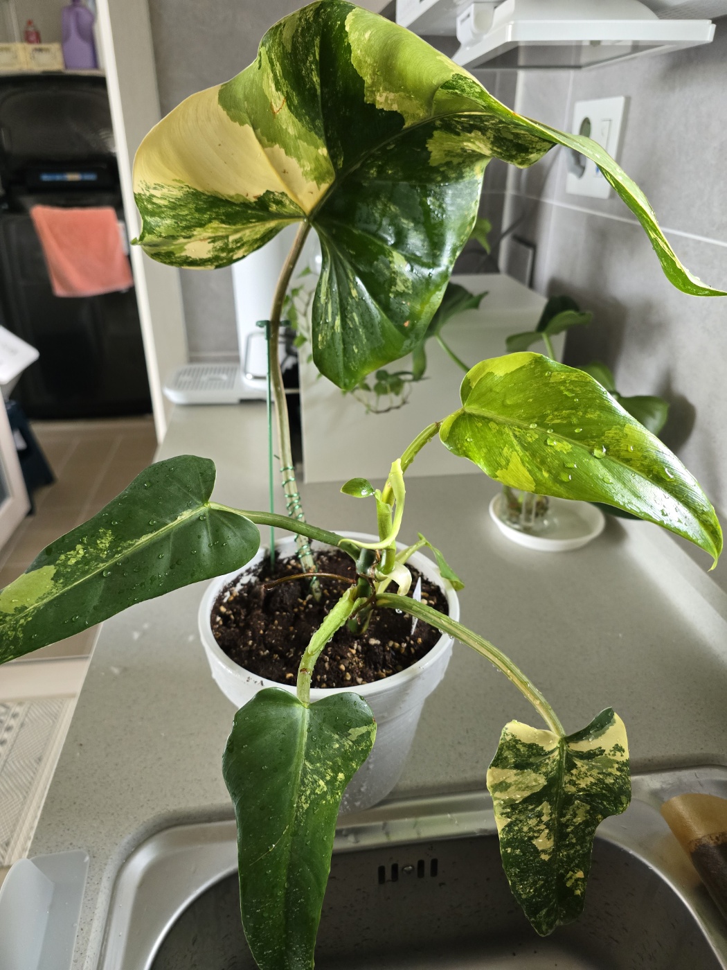 도메스티컴바리에가타의 현재모습