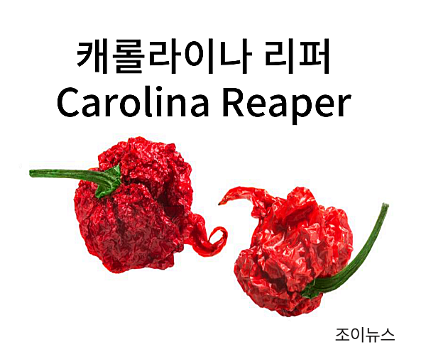 캐롤라이나 리퍼(Carolina Reaper)