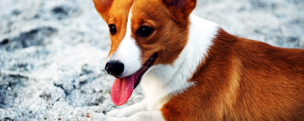 새끼 강아지 키우는법 26 이미지