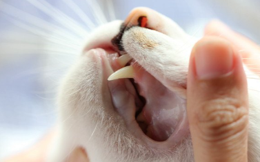 이빨을 볼 수 있는 고양이.