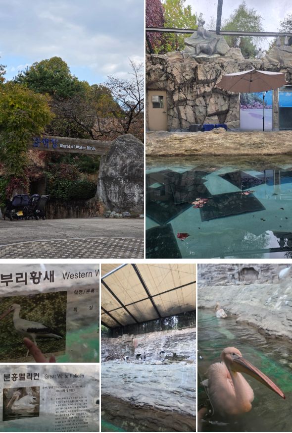 서울어린이대공원 동물원 가을 나들이 (무료입장/관람 코스)