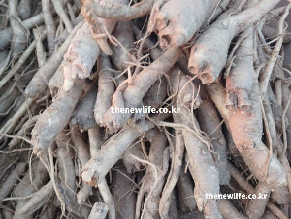 영양 성분이 가득한 도라지 효능을 보여주는 신선한 실물 접사