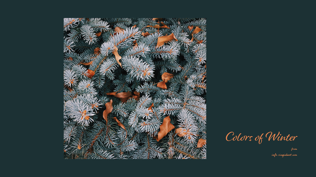 03 하얀 소나무 C - Colors of Winter 겨울배경화면