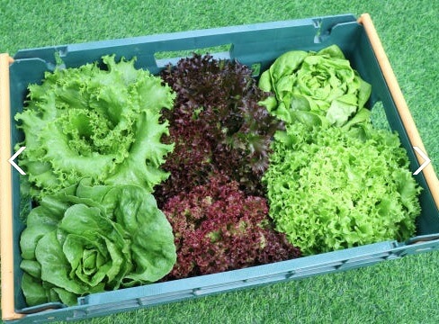 생방송투데이 환승직업 두 번째 인생 충주 쌈 채소 농장 웰팜이에이씨 쌈채소 스마트스토어 주문방법