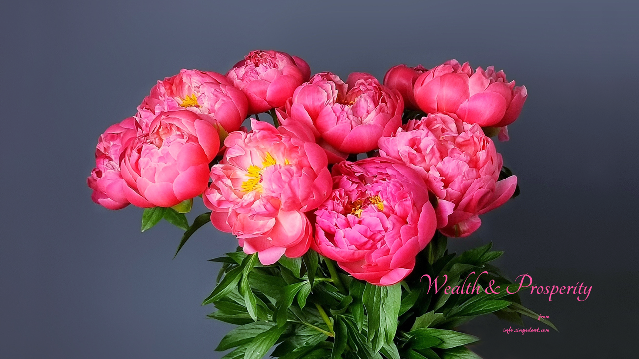 11 활짝 핀 목단꽃 C - Wealth and Prosperity 복들어오는배경화면