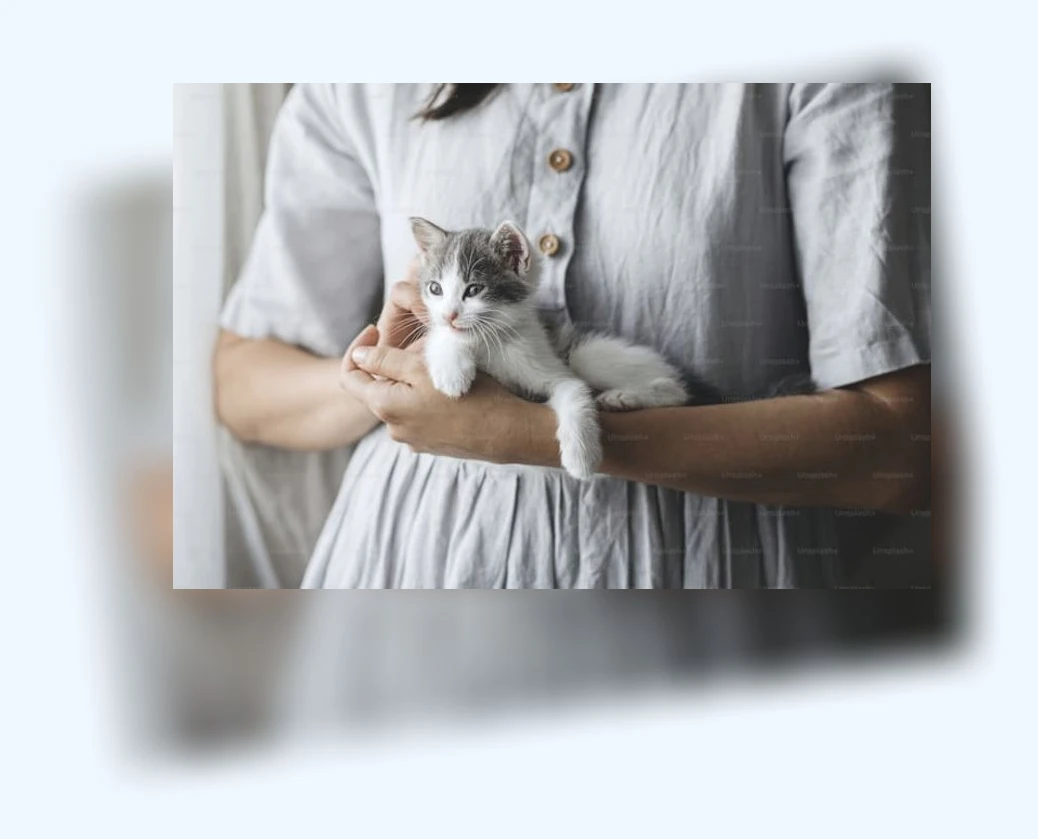 반려묘 입양_2_subsection