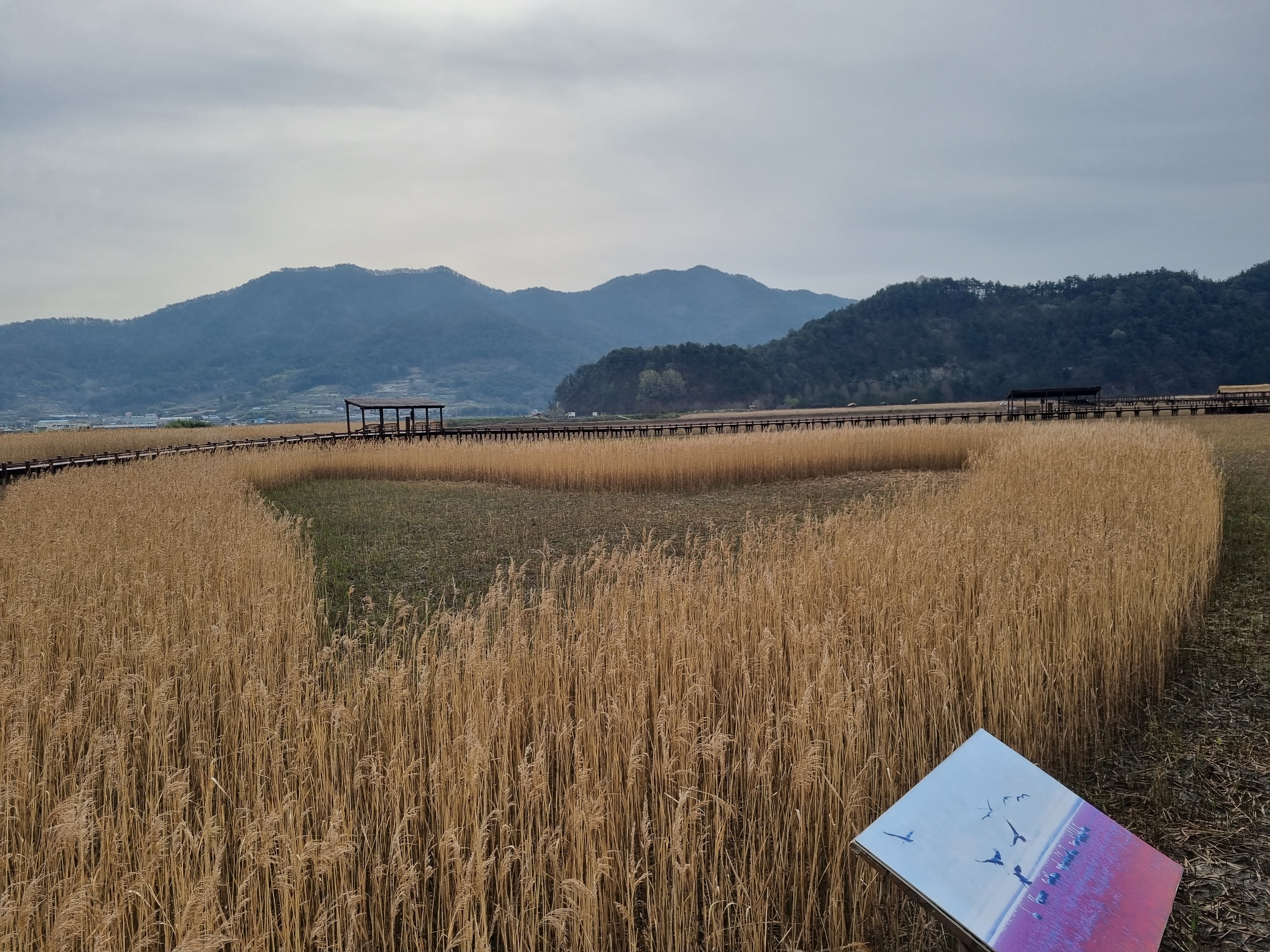 순천만 갈대밭 관련 사진