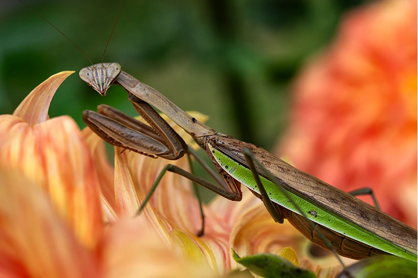 탐론 90mm F2.8 MACRO 매크로 렌즈로 선명하게 포착한 곤충의 겹눈