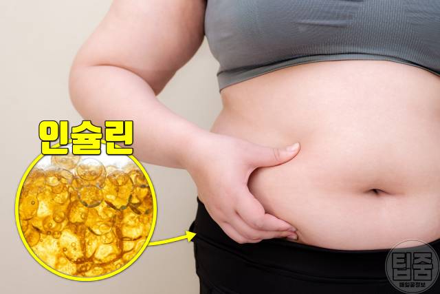 다이어트 호르몬 인슐린 뱃살 다이어트식단 지방분해호르몬