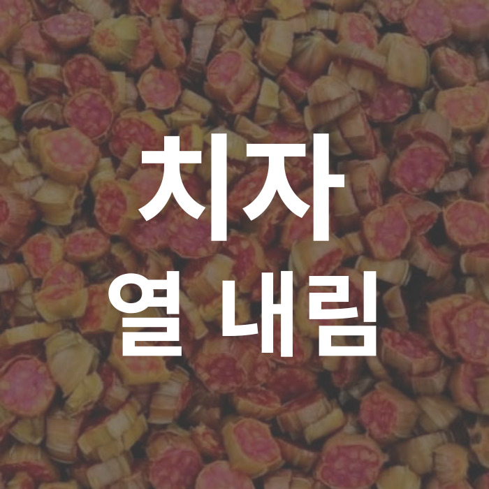 치자