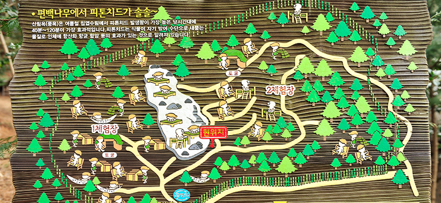 편백숲 산림욕 사진